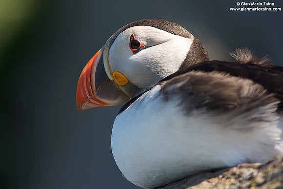 Fratercula arctica / Pulcinella di mare / Atlantic puffin / Macareux moine