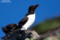 Alca torda / Gazza marina / Razorbill / Petit pingouin
