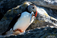 Fratercula arctica / Pulcinella di mare / Atlantic puffin / Macareux moine