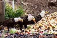 Haliaeetus leucocephalus / Aquila di mare / Bald eagle / Pygargue à tête blanche