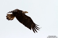 Haliaeetus leucocephalus / Aquila di mare / Bald eagle / Pygargue à tête blanche