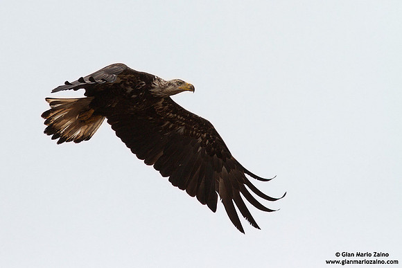 Haliaeetus leucocephalus / Aquila di mare / Bald eagle / Pygargue à tête blanche