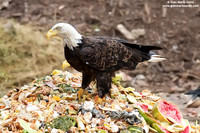 Haliaeetus leucocephalus / Aquila di mare / Bald eagle / Pygargue à tête blanche