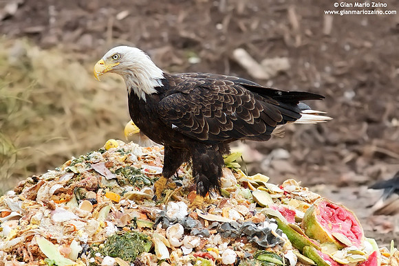 Haliaeetus leucocephalus / Aquila di mare / Bald eagle / Pygargue à tête blanche