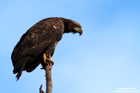 Haliaeetus leucocephalus / Aquila di mare / Bald eagle / Pygargue à tête blanche