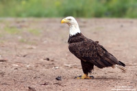 Haliaeetus leucocephalus / Aquila di mare / Bald eagle / Pygargue à tête blanche