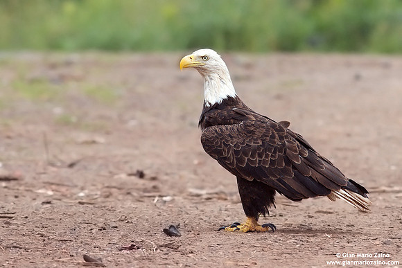 Haliaeetus leucocephalus / Aquila di mare / Bald eagle / Pygargue à tête blanche