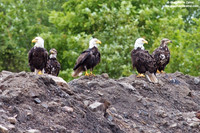 Haliaeetus leucocephalus / Aquila di mare / Bald eagle / Pygargue à tête blanche