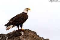Haliaeetus leucocephalus / Aquila di mare / Bald eagle / Pygargue à tête blanche