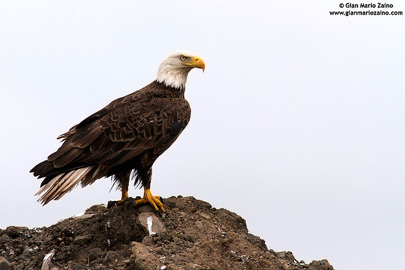 Haliaeetus leucocephalus / Aquila di mare / Bald eagle / Pygargue à tête blanche