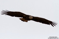 Haliaeetus leucocephalus / Aquila di mare / Bald eagle / Pygargue à tête blanche
