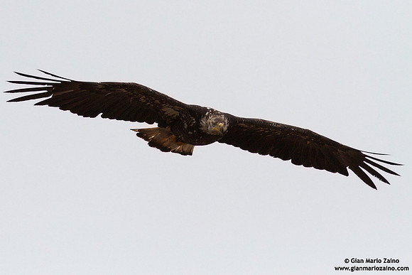 Haliaeetus leucocephalus / Aquila di mare / Bald eagle / Pygargue à tête blanche