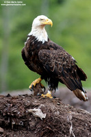 Haliaeetus leucocephalus / Aquila di mare / Bald eagle / Pygargue à tête blanche