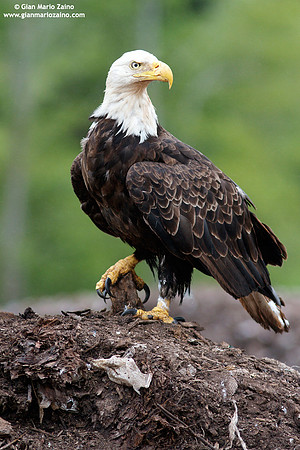 Haliaeetus leucocephalus / Aquila di mare / Bald eagle / Pygargue à tête blanche