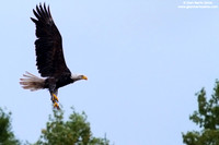 Haliaeetus leucocephalus / Aquila di mare / Bald eagle / Pygargue à tête blanche