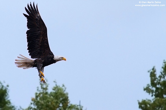 Haliaeetus leucocephalus / Aquila di mare / Bald eagle / Pygargue à tête blanche