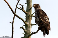 Haliaeetus leucocephalus / Aquila di mare / Bald eagle / Pygargue à tête blanche
