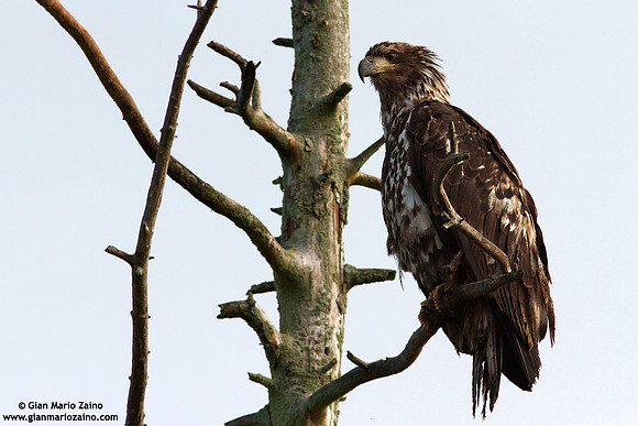 Haliaeetus leucocephalus / Aquila di mare / Bald eagle / Pygargue à tête blanche