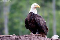Haliaeetus leucocephalus / Aquila di mare / Bald eagle / Pygargue à tête blanche