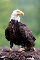 Haliaeetus leucocephalus / Aquila di mare / Bald eagle / Pygargue à tête blanche