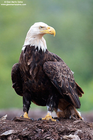 Haliaeetus leucocephalus / Aquila di mare / Bald eagle / Pygargue à tête blanche