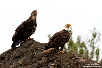 Haliaeetus leucocephalus / Aquila di mare / Bald eagle / Pygargue à tête blanche