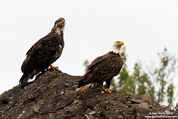 Haliaeetus leucocephalus / Aquila di mare / Bald eagle / Pygargue à tête blanche