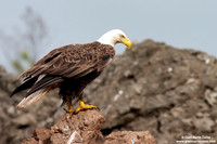 Haliaeetus leucocephalus / Aquila di mare / Bald eagle / Pygargue à tête blanche