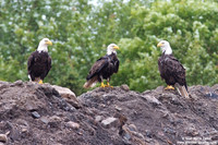 Haliaeetus leucocephalus / Aquila di mare / Bald eagle / Pygargue à tête blanche