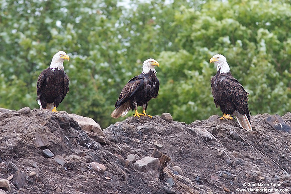 Haliaeetus leucocephalus / Aquila di mare / Bald eagle / Pygargue à tête blanche