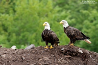Haliaeetus leucocephalus / Aquila di mare / Bald eagle / Pygargue à tête blanche