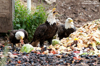 Haliaeetus leucocephalus / Aquila di mare / Bald eagle / Pygargue à tête blanche