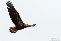 Haliaeetus leucocephalus / Aquila di mare / Bald eagle / Pygargue à tête blanche