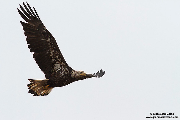 Haliaeetus leucocephalus / Aquila di mare / Bald eagle / Pygargue à tête blanche