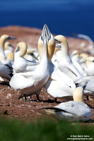 Morus Bassanus / Sula Bassana / Northern Gannet / Fou de Bassan
