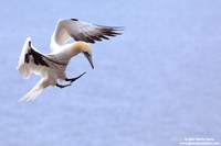 Morus Bassanus / Sula Bassana / Northern Gannet / Fou de Bassan