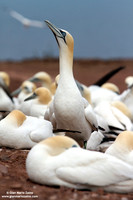 Morus Bassanus / Sula Bassana / Northern Gannet / Fou de Bassan