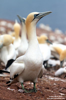 Morus Bassanus / Sula Bassana / Northern Gannet / Fou de Bassan