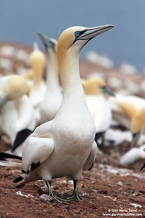 Morus Bassanus / Sula Bassana / Northern Gannet / Fou de Bassan
