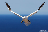 Morus Bassanus / Sula Bassana / Northern Gannet / Fou de Bassan