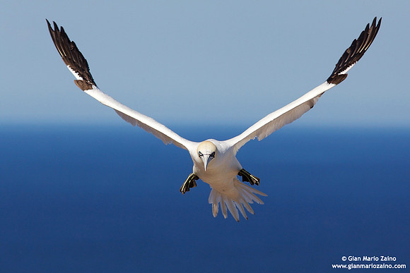 Morus Bassanus / Sula Bassana / Northern Gannet / Fou de Bassan