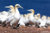 Morus Bassanus / Sula Bassana / Northern Gannet / Fou de Bassan