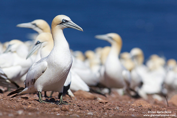 Morus Bassanus / Sula Bassana / Northern Gannet / Fou de Bassan