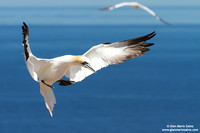 Morus Bassanus / Sula Bassana / Northern Gannet / Fou de Bassan