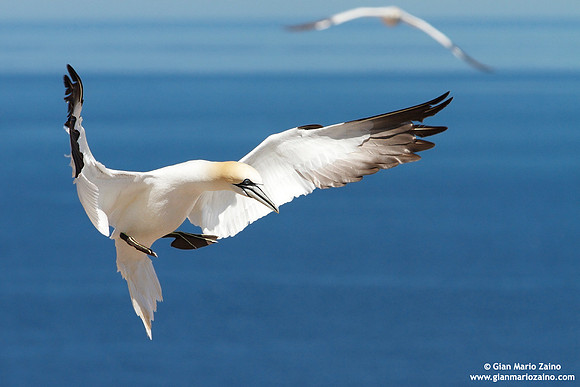 Morus Bassanus / Sula Bassana / Northern Gannet / Fou de Bassan