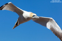 Morus Bassanus / Sula Bassana / Northern Gannet / Fou de Bassan