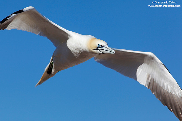 Morus Bassanus / Sula Bassana / Northern Gannet / Fou de Bassan