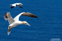 Morus Bassanus / Sula Bassana / Northern Gannet / Fou de Bassan