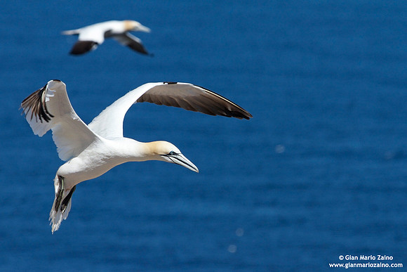 Morus Bassanus / Sula Bassana / Northern Gannet / Fou de Bassan