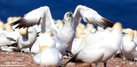 Morus Bassanus / Sula Bassana / Northern Gannet / Fou de Bassan
